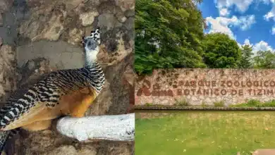 Histórico nacimiento de hocofaisán en zoológico La Reina de Tizimín impulsa la conservación