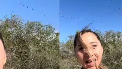 influencer yucateca causa ruido excesivo en zona natural y espanta a flamencos en sisal