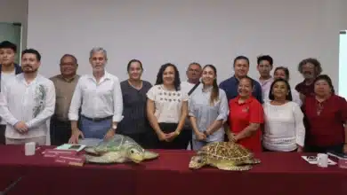 inicia temporada de anidación de tortugas marinas 2026 en yucatán
