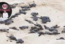 Inicia temporada de anidación de tortugas marinas en Yucatán llaman a protegerlas
