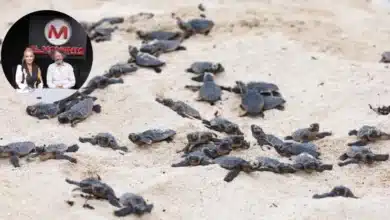 Inicia temporada de anidación de tortugas marinas en Yucatán llaman a protegerlas