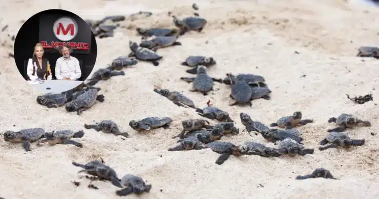 Inicia temporada de anidación de tortugas marinas en Yucatán llaman a protegerlas