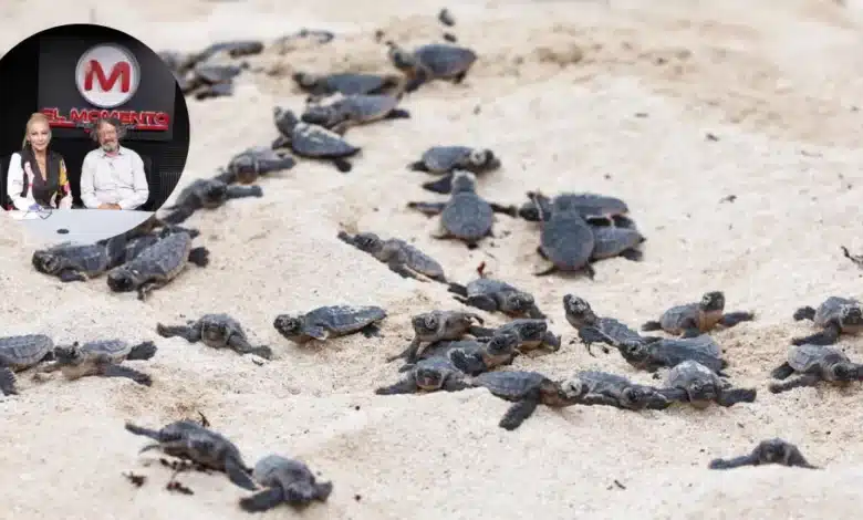 Inicia temporada de anidación de tortugas marinas en Yucatán llaman a protegerlas