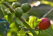 Llega la ciruela yucateca a los mercados sabor que anuncia la temporada de calor (Fotos Wikipedia)