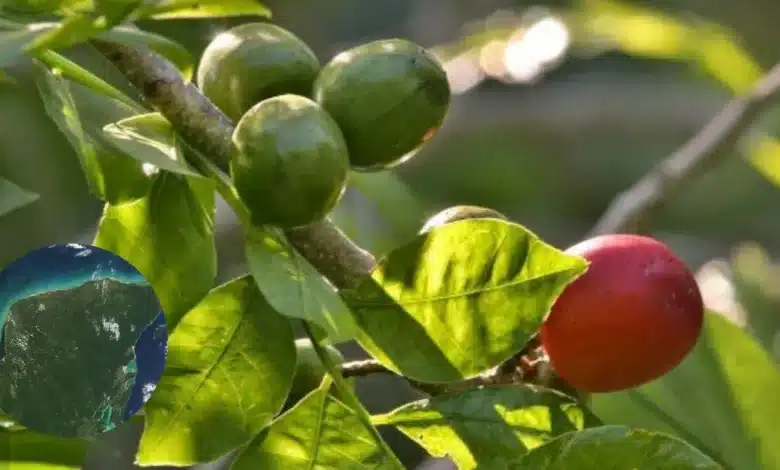 Llega la ciruela yucateca a los mercados sabor que anuncia la temporada de calor (Fotos Wikipedia)