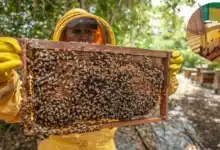 Miel de Yucatán enfrenta caída de precios por competencia extranjera