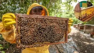 Miel de Yucatán enfrenta caída de precios por competencia extranjera