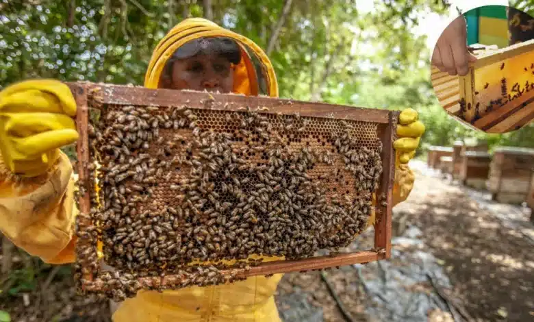 Miel de Yucatán enfrenta caída de precios por competencia extranjera