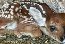 nacen cinco venaditos en el zoológico la reina de tizimín