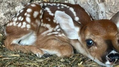 nacen cinco venaditos en el zoológico la reina de tizimín