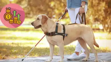 Perros guía en Yucatán inclusión avanza, pero con altos costos y sin centro de entrenamiento