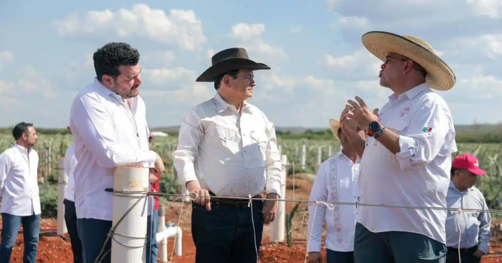 pitahaya valley posiciona a yucatán como líder nacional en producción de la fruta 0