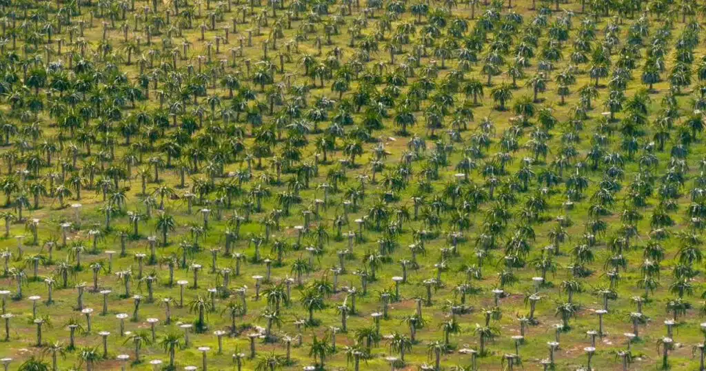 pitahaya valley posiciona a yucatán como líder nacional en producción de la fruta 1