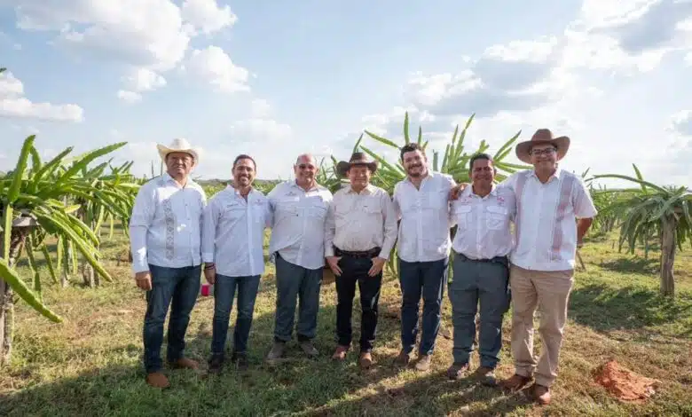 Pitahaya Valley posiciona a Yucatán como líder nacional en producción de la fruta