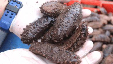 prohibición del pepino de mar en yucatán se mantiene por riesgo ambiental