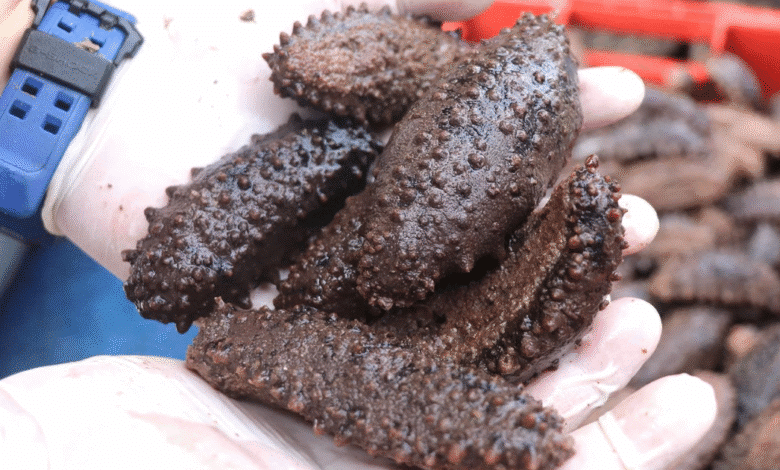 prohibición del pepino de mar en yucatán se mantiene por riesgo ambiental