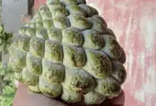 Saramuyo en Yucatán por qué es una de las frutas más caras y buscadas