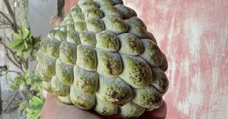 Saramuyo en Yucatán por qué es una de las frutas más caras y buscadas