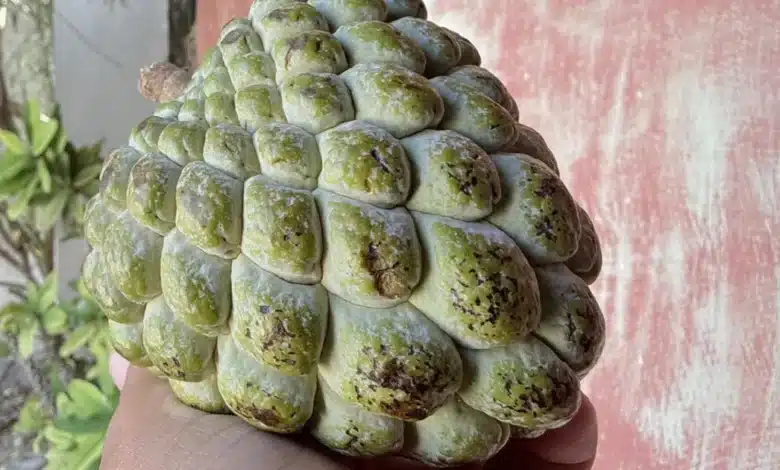 Saramuyo en Yucatán por qué es una de las frutas más caras y buscadas