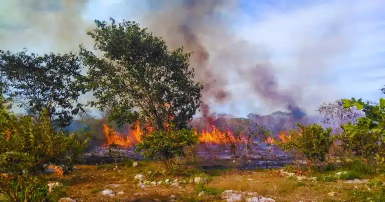 sequía y calor elevan riesgo de incendios en yucatán exhortan a no quemar basura