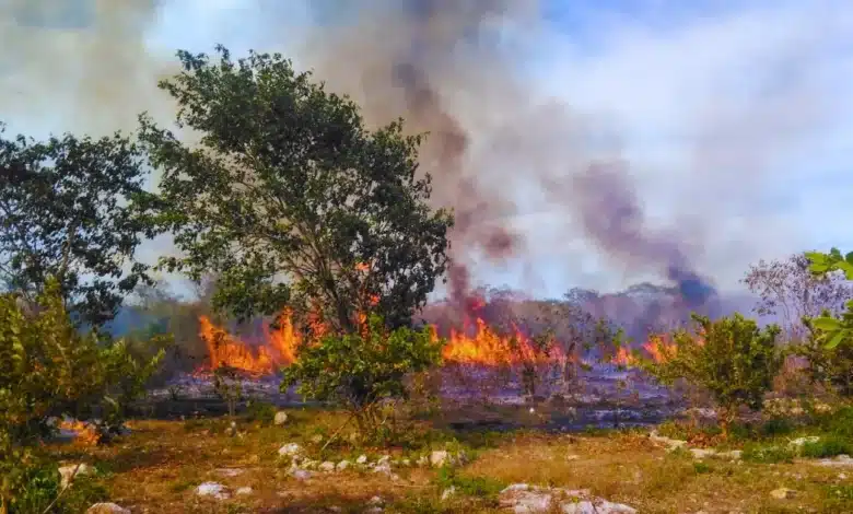 sequía y calor elevan riesgo de incendios en yucatán exhortan a no quemar basura