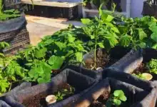 techos verdes en mérida reducen hasta 8 grados el calor y ofrecen descuento en predial