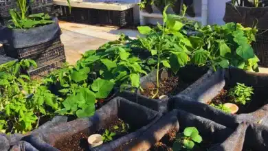 techos verdes en mérida reducen hasta 8 grados el calor y ofrecen descuento en predial