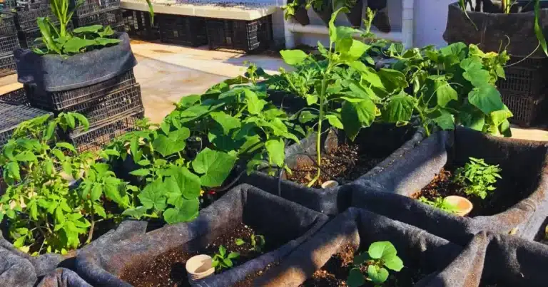 techos verdes en mérida reducen hasta 8 grados el calor y ofrecen descuento en predial