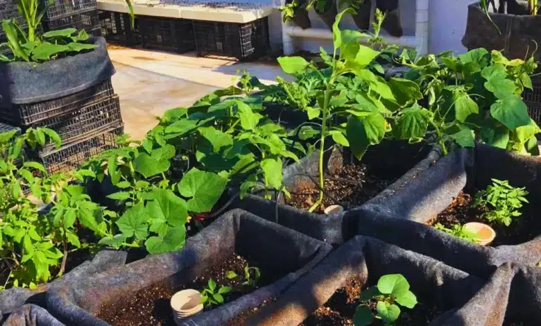 techos verdes en mérida reducen hasta 8 grados el calor y ofrecen descuento en predial