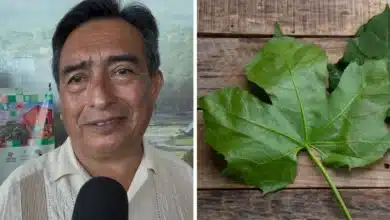 tekax busca salvar la chaya planta esencial para la gastronomía yucateca