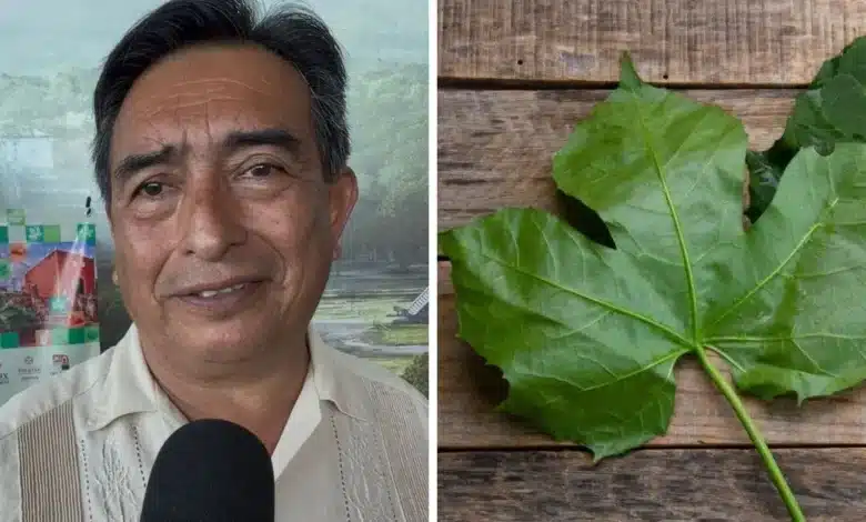 tekax busca salvar la chaya planta esencial para la gastronomía yucateca