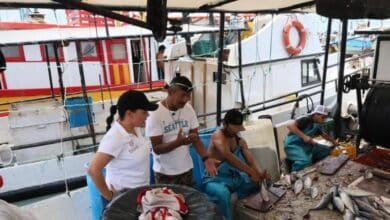 Temporada de captura de mero inicia en Yucatán con llamado a pesca responsable