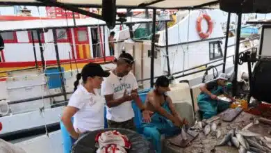 Temporada de captura de mero inicia en Yucatán con llamado a pesca responsable