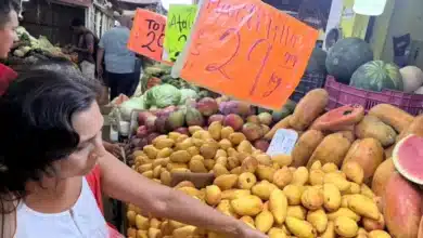 temporada de mango en yucatán llena mercados y patios con color y sabor