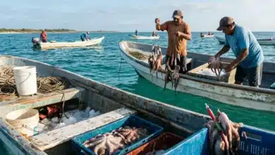 yucatán impulsa exportación de pulpo maya y busca nuevos mercados internacionales