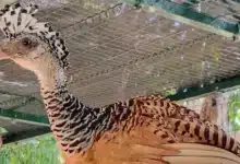 zoológico la reina impulsa conservación de especies endémicas de yucatán