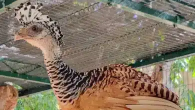 zoológico la reina impulsa conservación de especies endémicas de yucatán