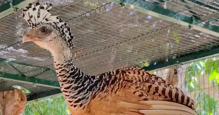 zoológico la reina impulsa conservación de especies endémicas de yucatán