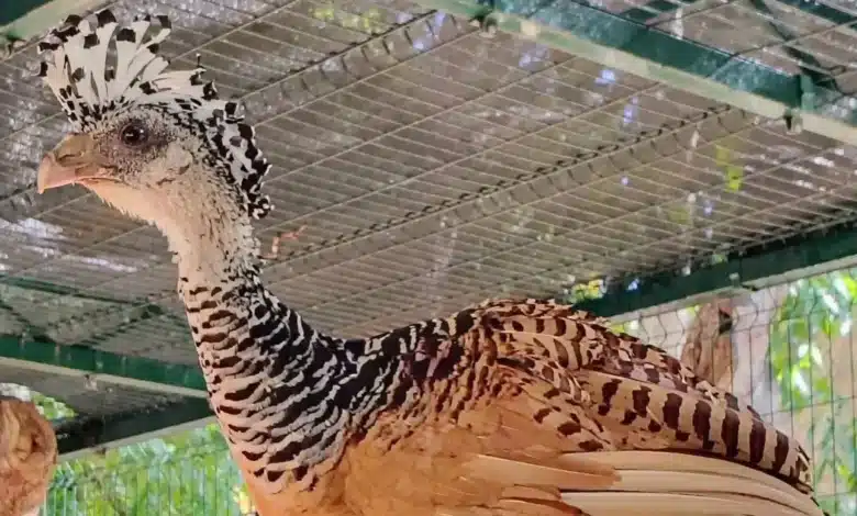 zoológico la reina impulsa conservación de especies endémicas de yucatán