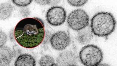Alerta por hantavirus: investigan brote tras viaje marítimo en Argentina,El momento,al momento,al momento mundo,mundo,Hantavirus,hantavirus Argentina,brote de hantavirus 2026,qué es el hantavirus,síntomas del hantavirus,cómo se contagia el hantavirus,enfermedad por roedores,OMS hantavirus alerta,crucero MV Hondius casos hantavirus,mortalidad hantavirus porcentaje,prevención hantavirus medidas,contagio por excremento de roedores,síndrome pulmonar hantavirus,casos sospechosos hantavirus,riesgo sanitario internacional,infección viral respiratoria hantavirus