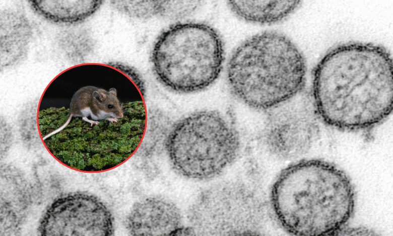 Alerta por hantavirus: investigan brote tras viaje marítimo en Argentina,El momento,al momento,al momento mundo,mundo,Hantavirus,hantavirus Argentina,brote de hantavirus 2026,qué es el hantavirus,síntomas del hantavirus,cómo se contagia el hantavirus,enfermedad por roedores,OMS hantavirus alerta,crucero MV Hondius casos hantavirus,mortalidad hantavirus porcentaje,prevención hantavirus medidas,contagio por excremento de roedores,síndrome pulmonar hantavirus,casos sospechosos hantavirus,riesgo sanitario internacional,infección viral respiratoria hantavirus