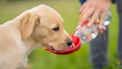 asociaciones llaman a reforzar el cuidado de perros ante las altas temperaturas