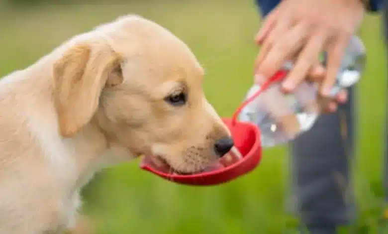 asociaciones llaman a reforzar el cuidado de perros ante las altas temperaturas
