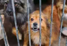 aumentan reportes de maltrato animal en mérida por ola de calor