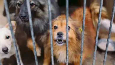 aumentan reportes de maltrato animal en mérida por ola de calor