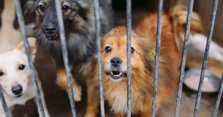 aumentan reportes de maltrato animal en mérida por ola de calor