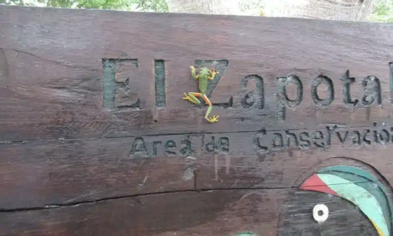 Baluarte de la selva en el oriente yucateco, el Área de Conservación El Zapotal 