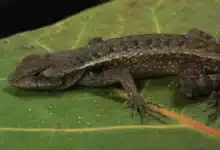 cambio climático pone en riesgo a las lagartijas de yucatán, alerta investigación de la unam