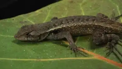 cambio climático pone en riesgo a las lagartijas de yucatán, alerta investigación de la unam
