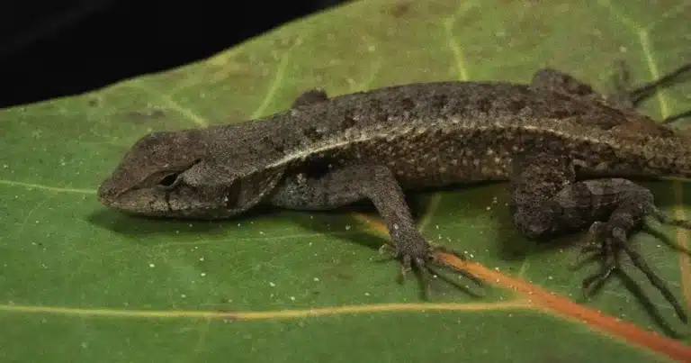 cambio climático pone en riesgo a las lagartijas de yucatán, alerta investigación de la unam
